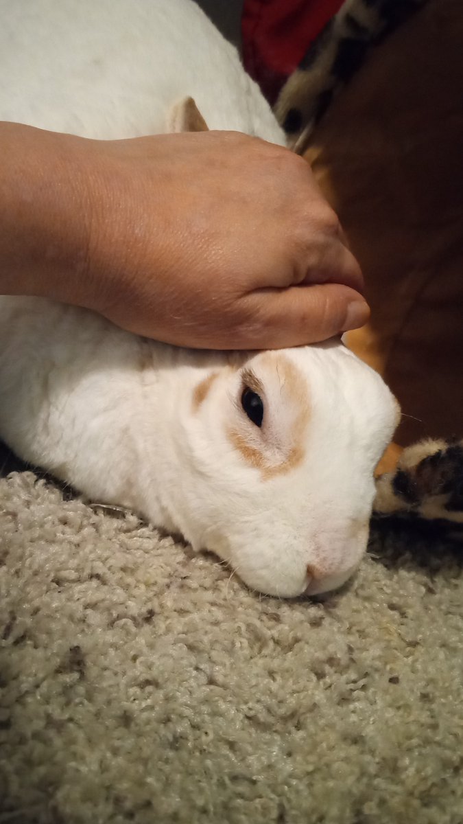 floorsharkmomma's tweet image. Him lubs patpat #CloverRex #SoftMonster