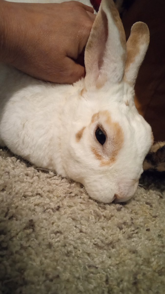 floorsharkmomma's tweet image. Him lubs patpat #CloverRex #SoftMonster