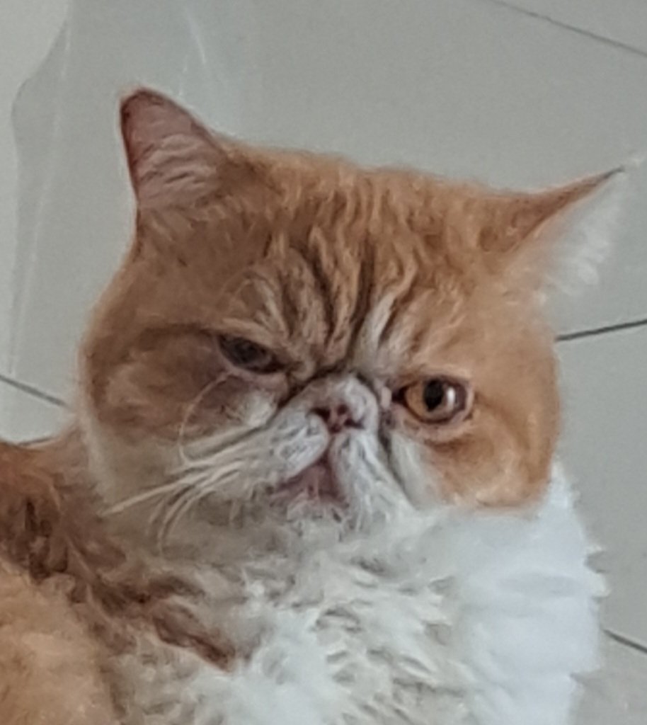 buttercxpie's tweet photo. Nov 2020 - 6 Nov 2024
Fly high big boy. Miss you so much🥹🤍 https://t.co/0YTTkHhJLI