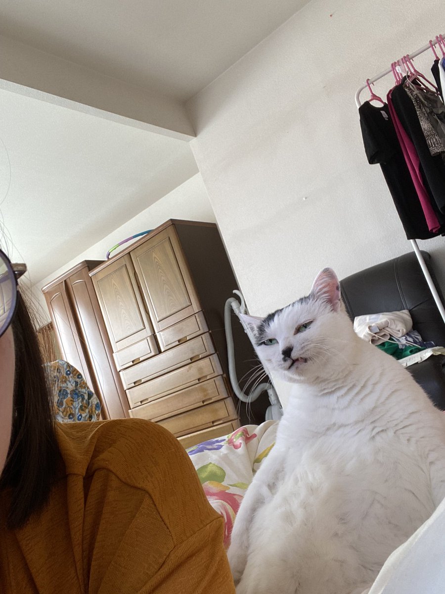 tsurukameryu's tweet photo. おキャット様なら私の隣におる https://t.co/i43OGaY6nv