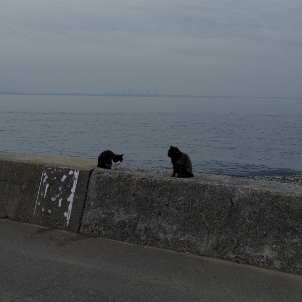 neko__miso's tweet photo. https://t.co/KQdLB8UEZj
