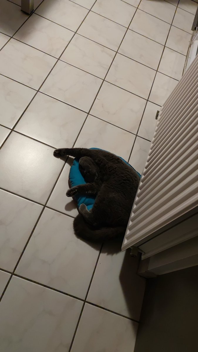 Qrinolia's tweet photo. Thread photos des chats : https://t.co/zPeLUwCdN9