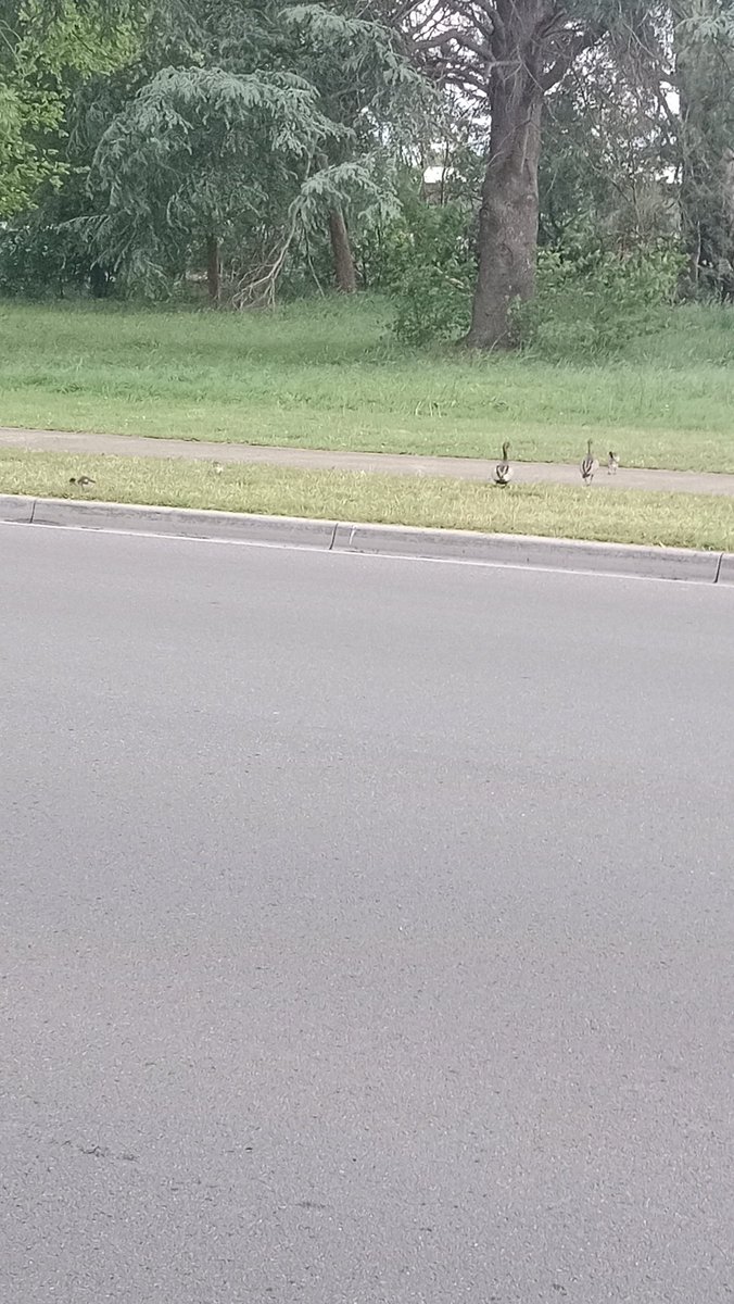 cinderellla666's tweet photo. Best day ever, got to see baby ducks https://t.co/VqU2JXdwb2