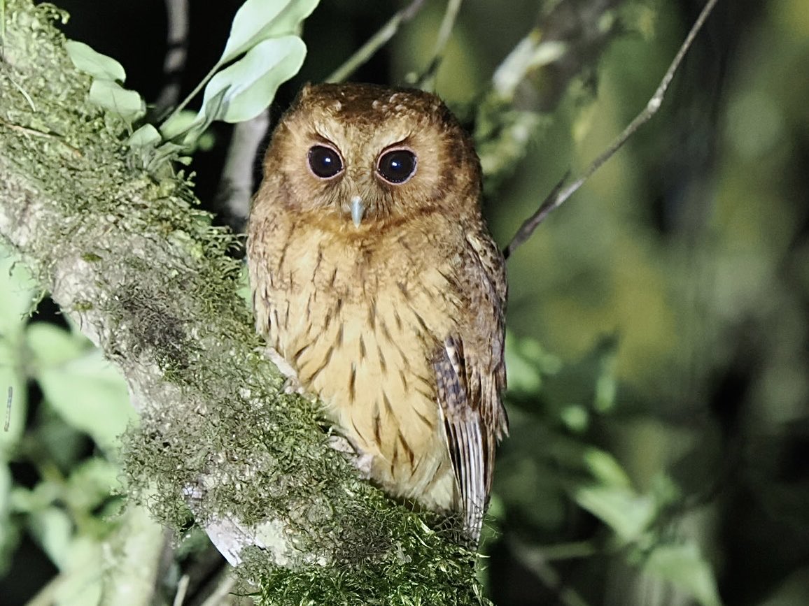 fred_fearn's tweet image. Cinnamon Screech-Owl this evening at Alto Nieva, Peru. A real cracker of a bird.