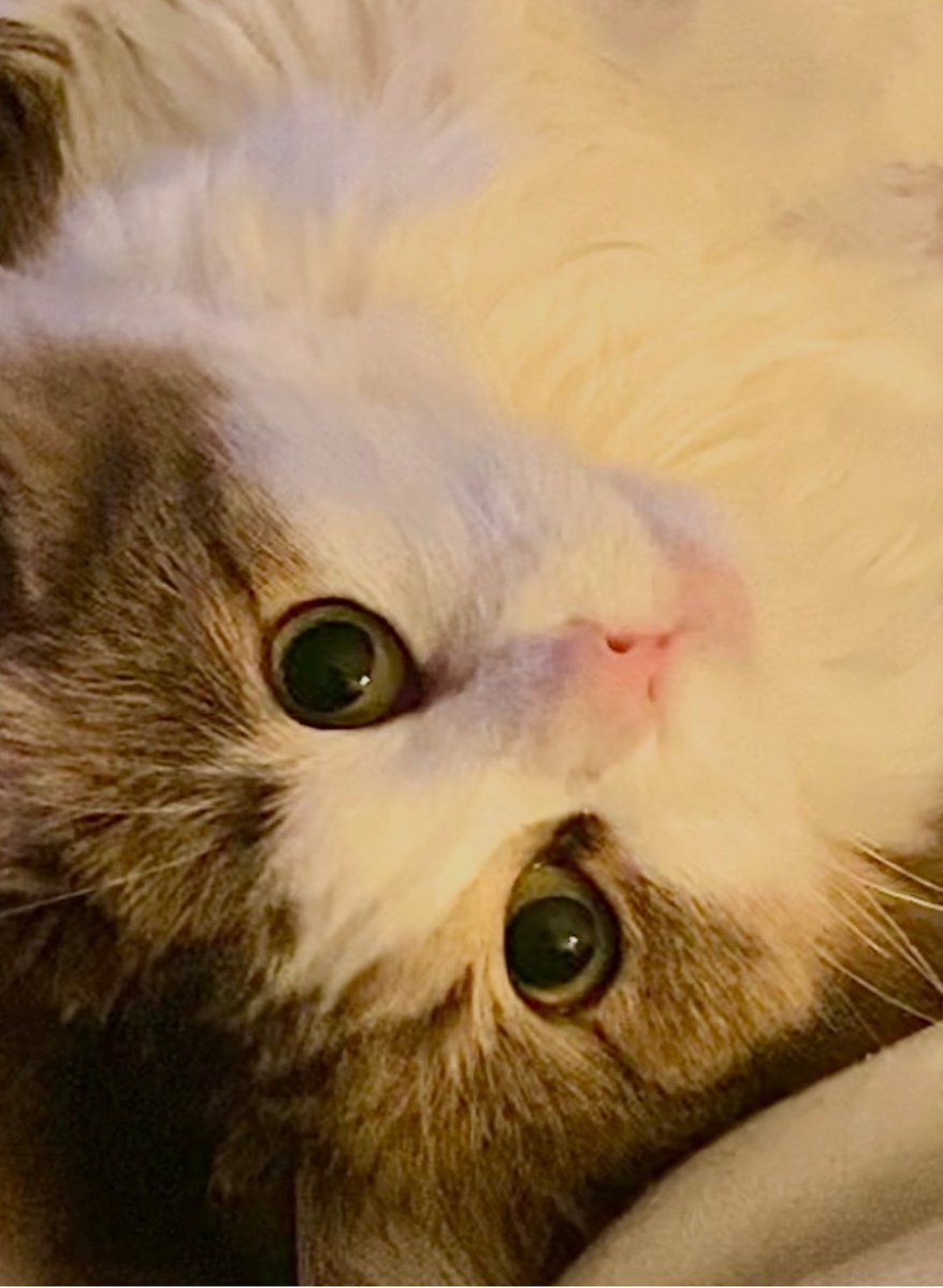 Happy Caturday!