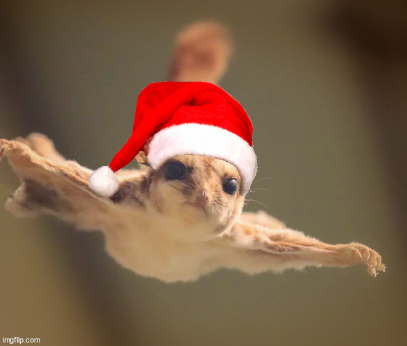 38 days until Flipmas, wish for some $Flips 🐿