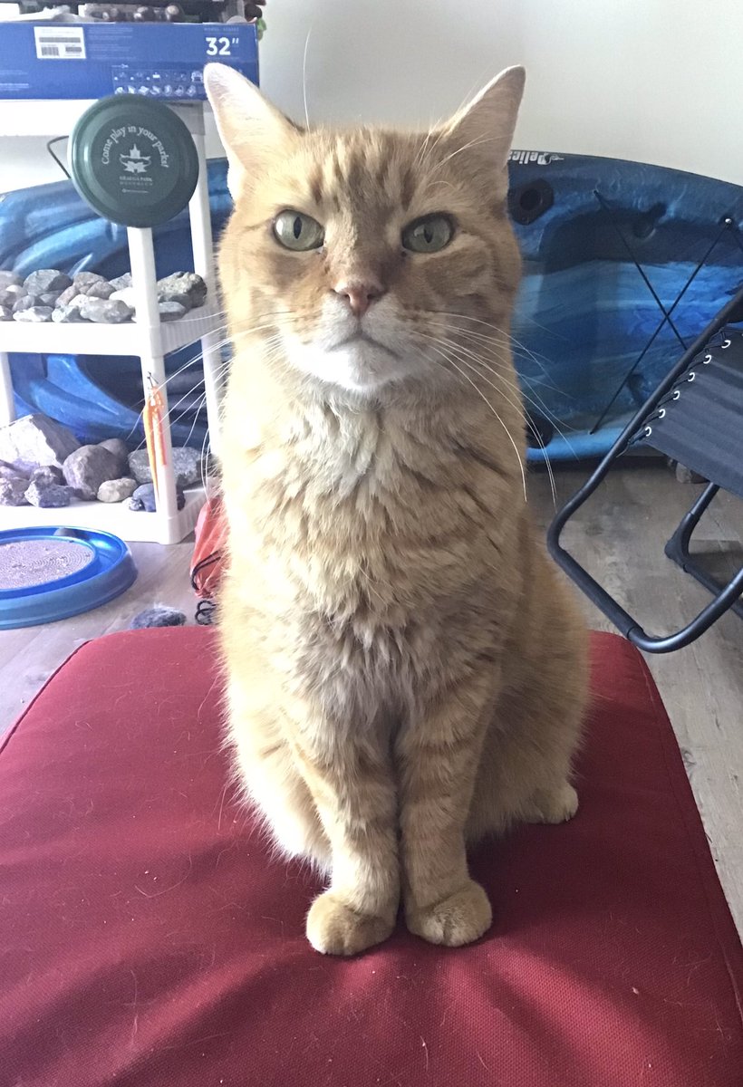 I know I haven’t been on here in quite a while, but it looks like a bunch of my friends left and I’m sad that I didn’t get to say goodbye 😿 does anybody know where they went?  Dad and I are planning to stay on here, but we might open an account somewhere else too.  Thoughts?