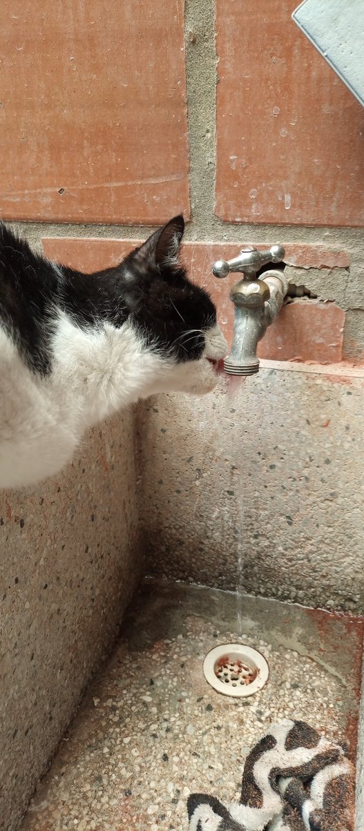 Conydey's tweet photo. @ile0719 Parásito 😻 https://t.co/sHBXhcteSH