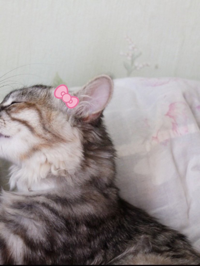 The Cats 𝕏 (@thecatsx) on Twitter photo 