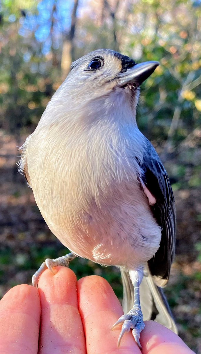 Ileen aka sixth year bird watcher tweet media