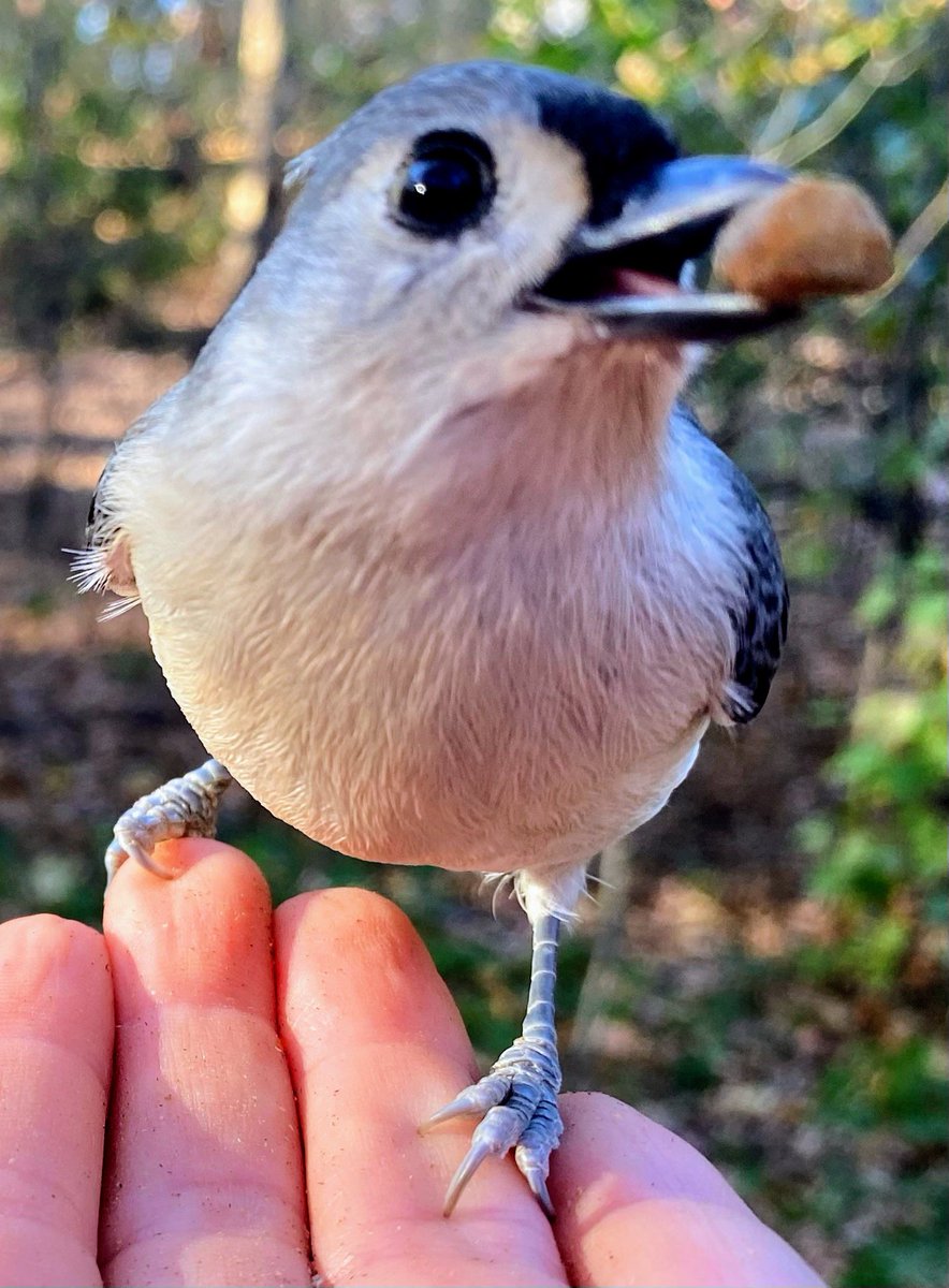 Ileen aka sixth year bird watcher tweet media