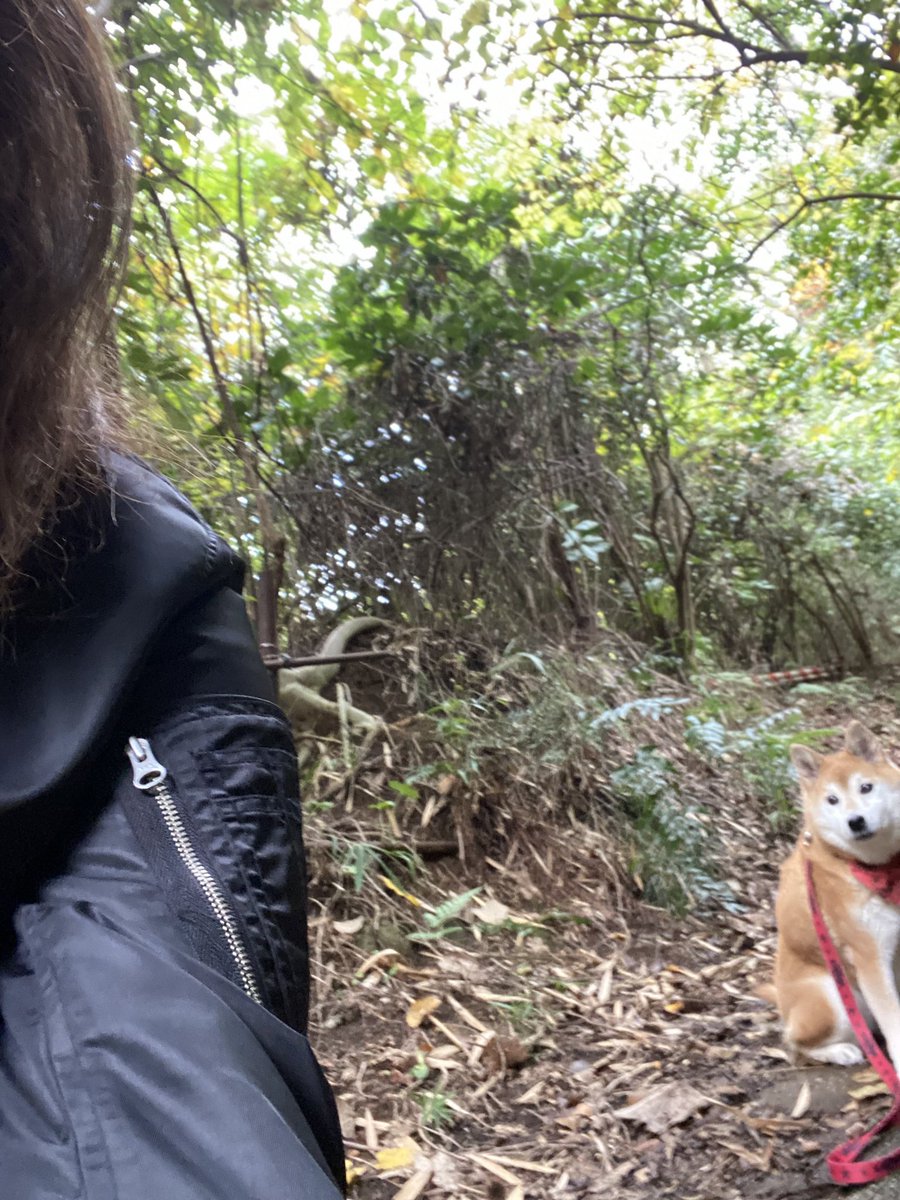 7_Nana83's tweet photo. 朝の73歩（ナナ散歩）　🐕💩➰🚶今月で15歳になる老犬ナナ🐕
最近遠吠えが増えましたが元気です😊🐶 https://t.co/nRTEB3aJI9