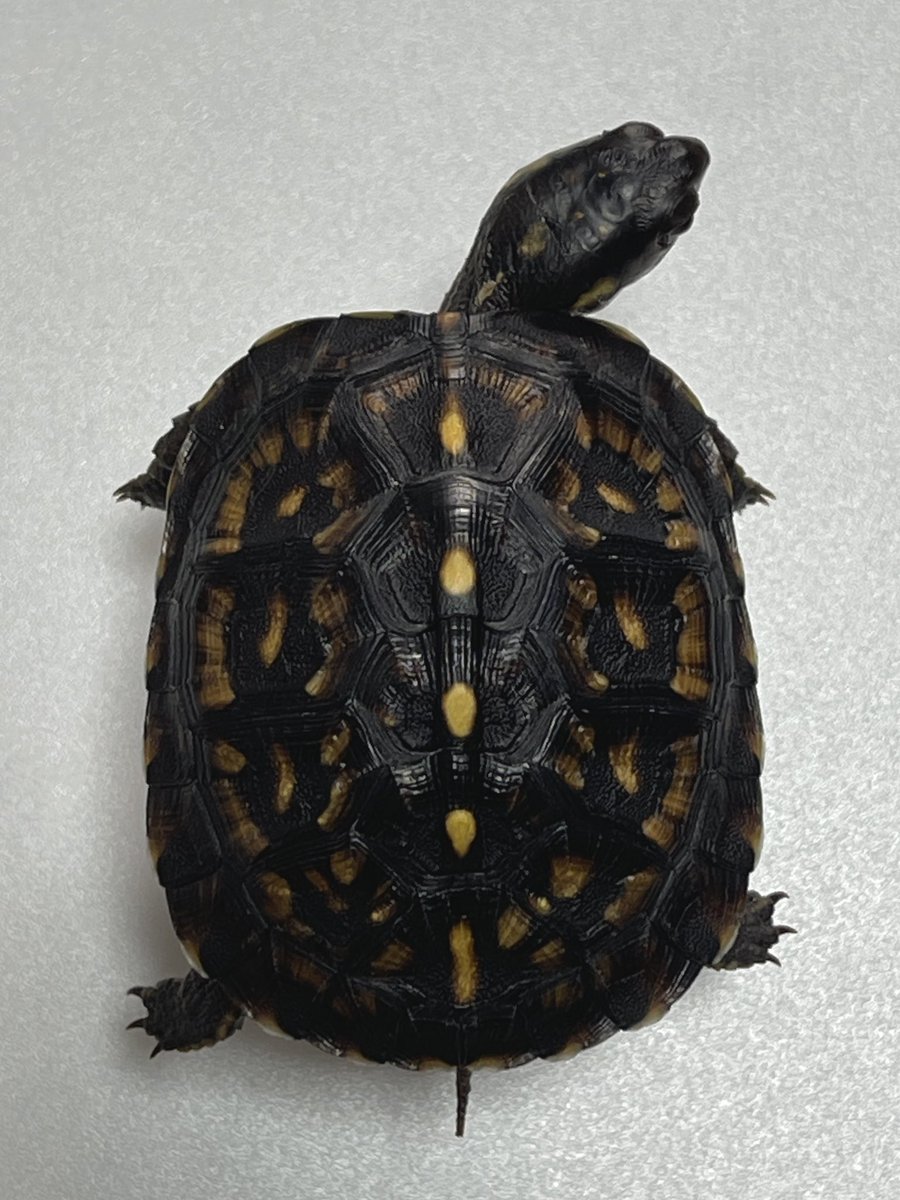 ガルフコーストハコガメ2024
(和象亀産･ブラックタイプ)

２年ぶりにブラックガルフをお迎え

今まで模様が少なく黒い面積が多い子を選んでいたが、今回はあえて模様のある子をセレクト✨

#ガルフコーストハコガメ
#ブラックガルフ
#ジェットブラックガルフ
#Terrapenecarolinamajor
#wazouki