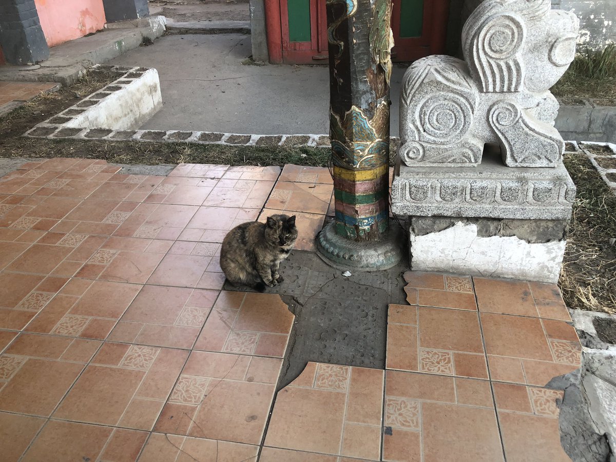 Buddhist temple with a lonely cat🐱, in Ulaanbaatar. 🙏🙏🙏