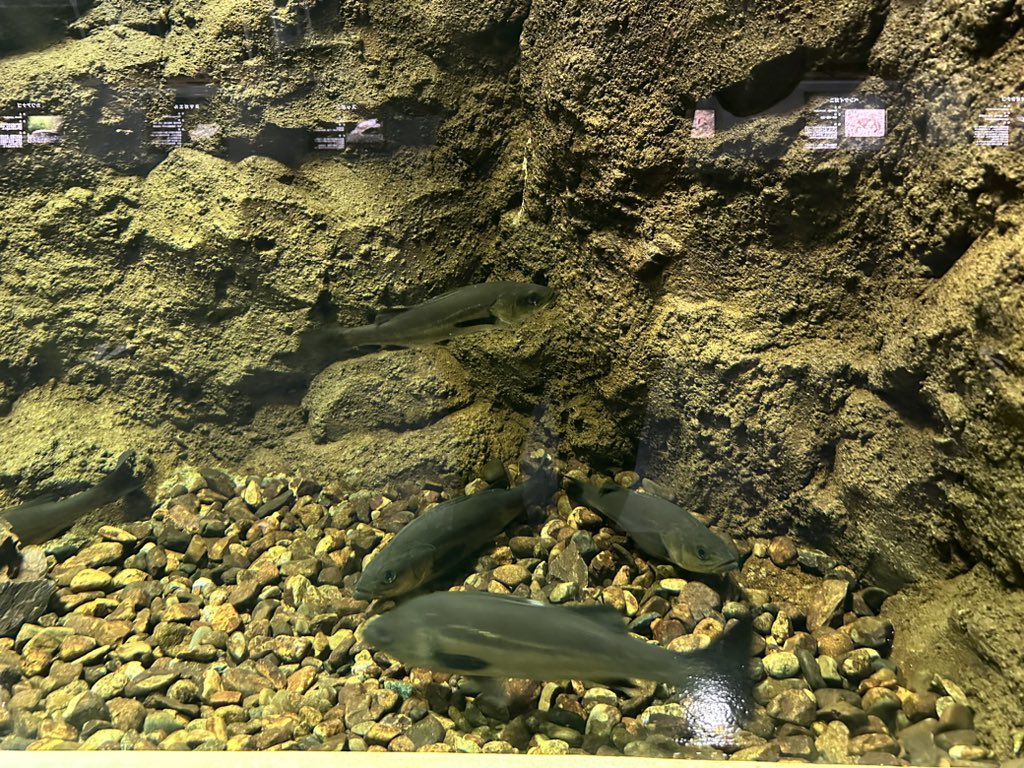 orebassjaws's tweet photo. 前に来た時よりもデカくなってる。 https://t.co/MDDjmTG8SF