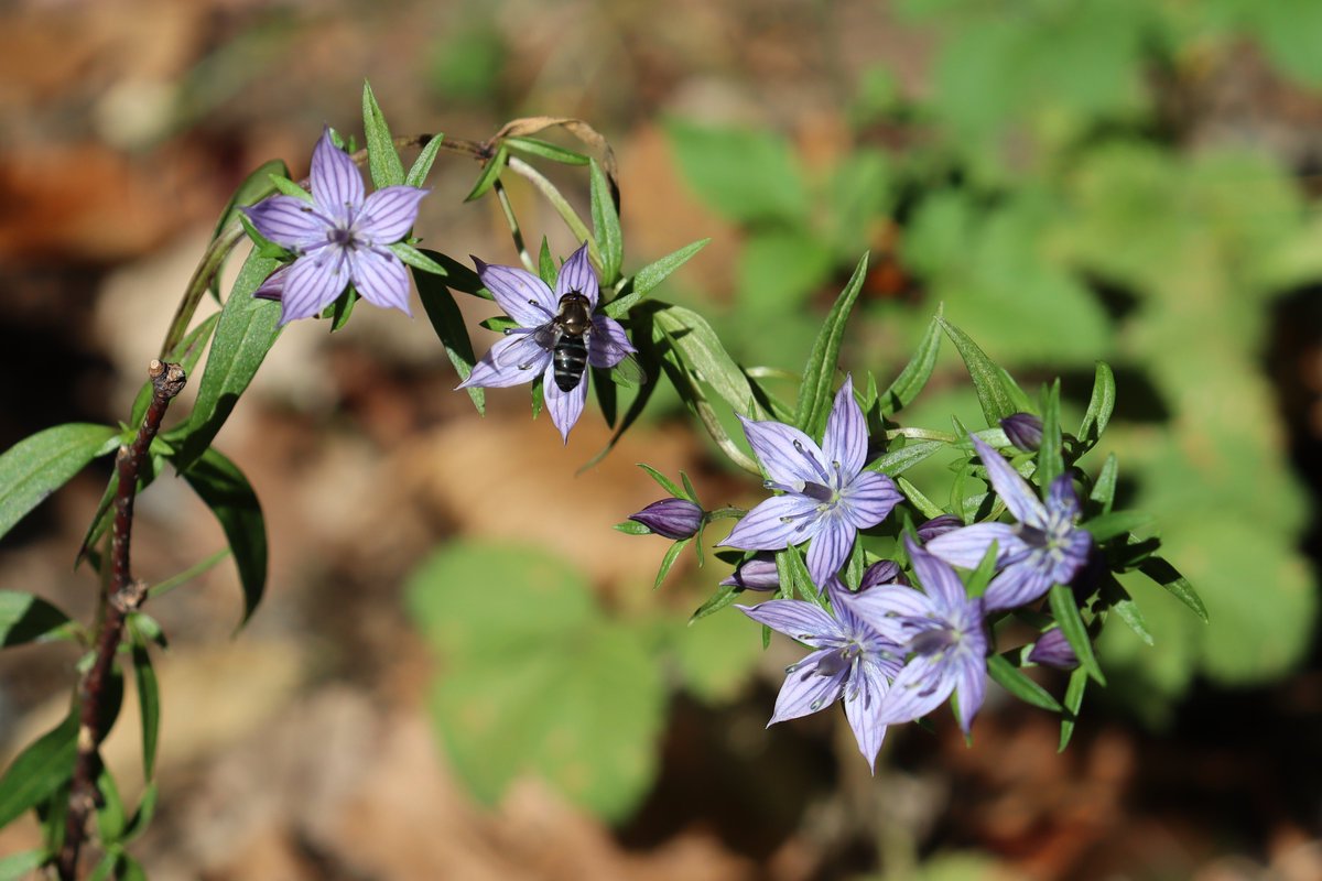 山野草園で ＃ムラサキセンブリ が咲いています。 東アジアの温帯に