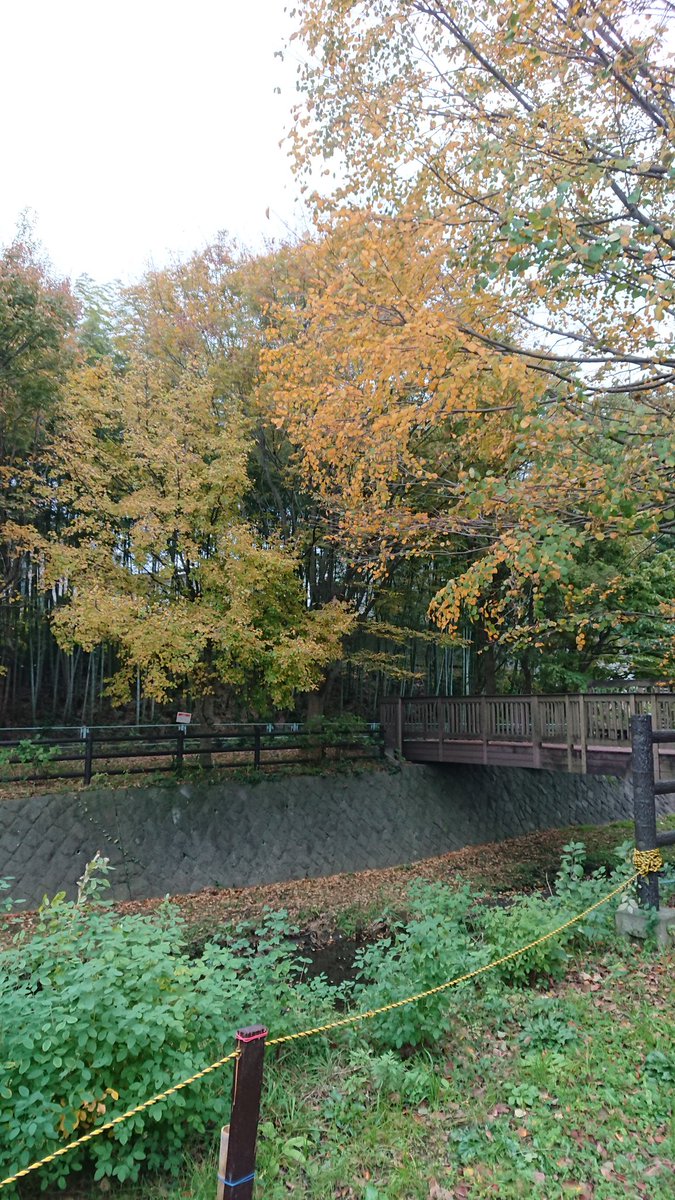 mifapoo's tweet image. 紅葉が綺麗