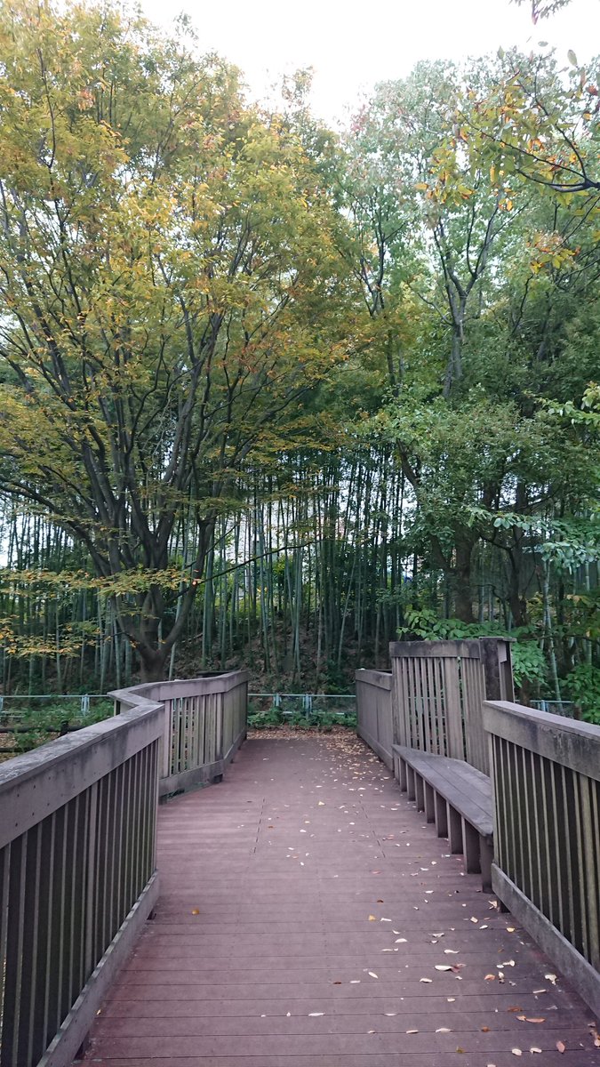 mifapoo's tweet image. 紅葉が綺麗