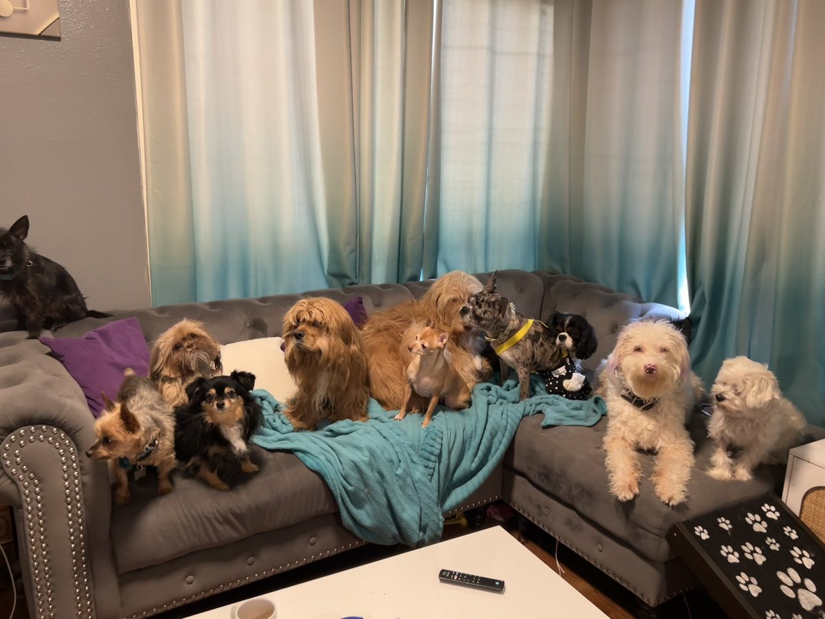 THE HERD HOUSE tweet media