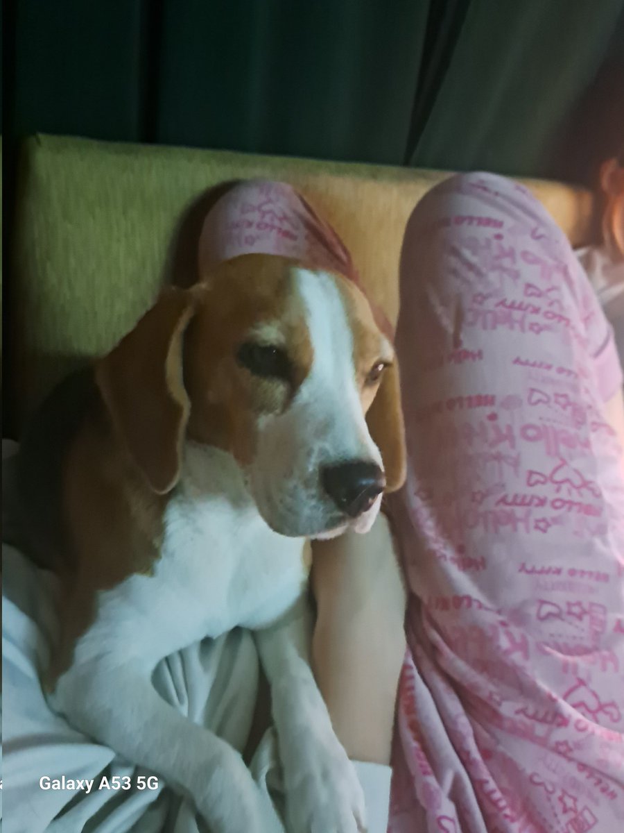 ALP812013's tweet photo. @rubenrojassepul Hasta mis cachorros están mirando 🫶🏼🫶🏼🫶🏼 https://t.co/8VUJzDPqiY
