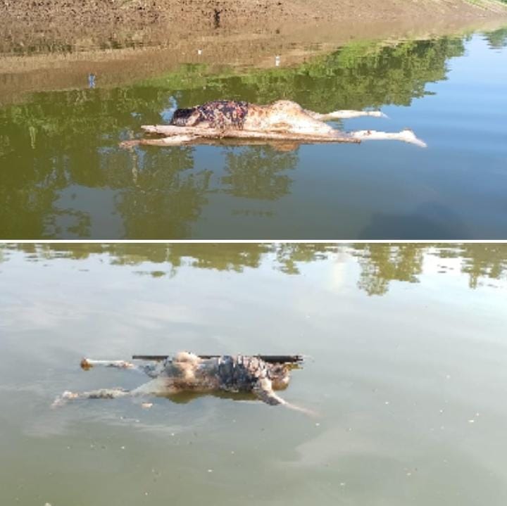 The body of a 61-year-old woman, likely among the six people who armed #Kuki_Militants allegedly abducted from Jiribam in Manipur on November 11, was found floating at Lakhipur in Assam on Sunday (November 17, 2024) morning.
#KukiWarCrimes
#KukiRapist
thehindu.com/news/national/…