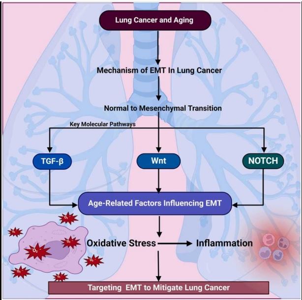 Sachin Kumar Singh (@sachink00306908) on Twitter photo Epithelial–mesenchymal transition to Mitigate Age-Related Progression in Lung Cancer sciencedirect.com/science/articl……
<a href="/Kam_Dua/">Kamal Dua</a>
<a href="/gauravpharma25/">Gaurav Gupta</a>
#Dua_Lab
<a href="/LPUPharmacy/">LPU School of Pharmaceutical Sciences</a>
<a href="/lpuuniversity/">Lovely Professional University - LPU</a>
<a href="/UTSARCCIM/">ARCCIM</a> Epithelial–mesenchymal transition to Mitigate Age-Related Progression in Lung Cancer sciencedirect.com/science/articl……
<a href="/Kam_Dua/">Kamal Dua</a>
<a href="/gauravpharma25/">Gaurav Gupta</a>
#Dua_Lab
<a href="/LPUPharmacy/">LPU School of Pharmaceutical Sciences</a>
<a href="/lpuuniversity/">Lovely Professional University - LPU</a>
<a href="/UTSARCCIM/">ARCCIM</a>