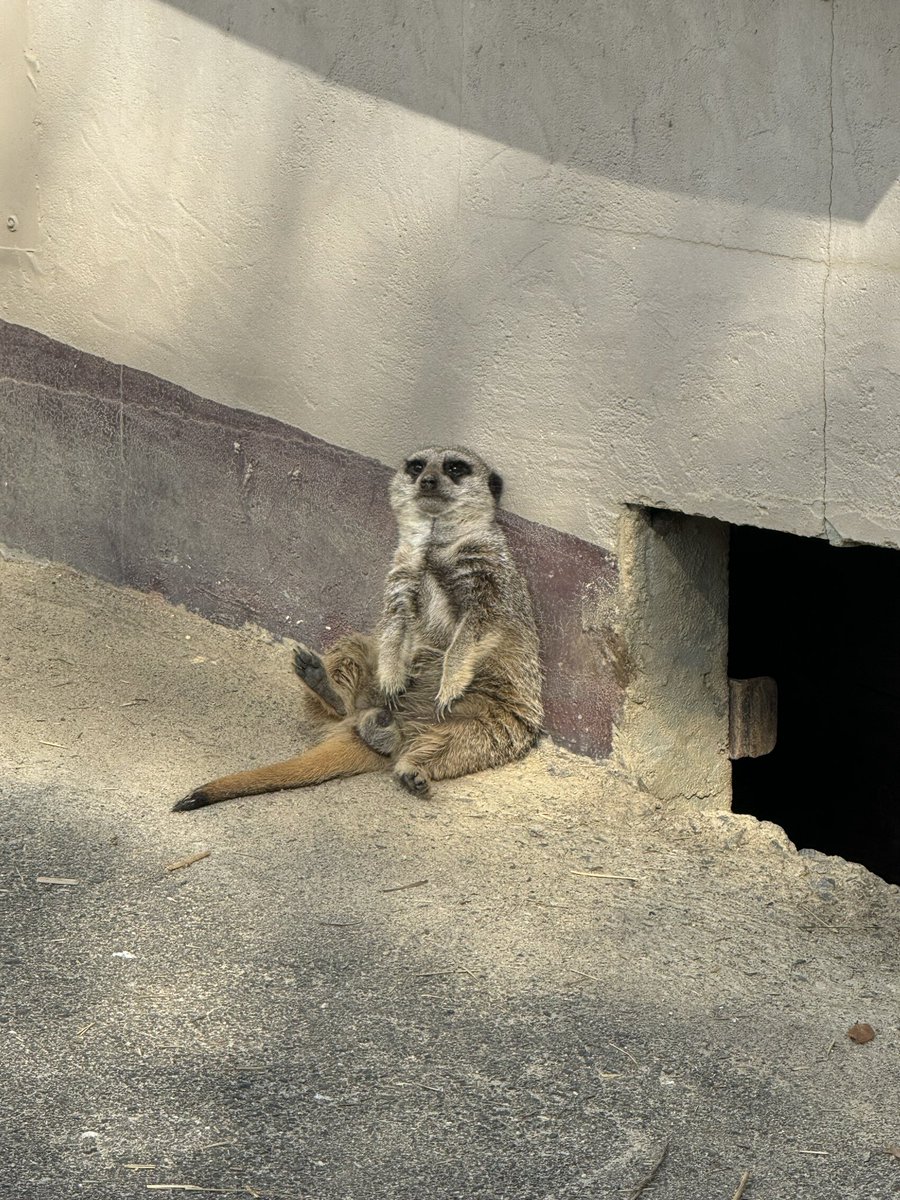 HanamoriBlue's tweet photo. 東武動物公園のミーアキャットサービス精神旺盛すぎん？ https://t.co/cFMKFCN4cG