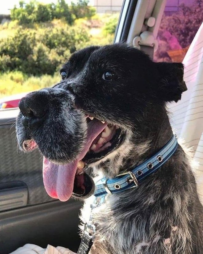 DogLovers03's tweet photo. After years of cruelty and abuse, I’m finally living a life filled with love and happiness, all because someone chose to love me unconditionally. Please send them some love and hugs ❤️🐾 https://t.co/S0mcPb5ku3