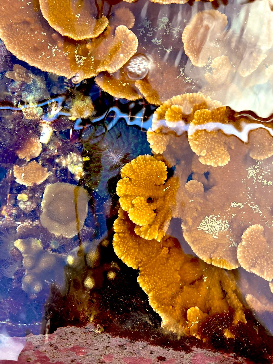 Great week working with <a href="/CoralResilience/">Coral Resilience Lab</a> on #metabolomics of coral bleaching. Can’t wait until our next visit!