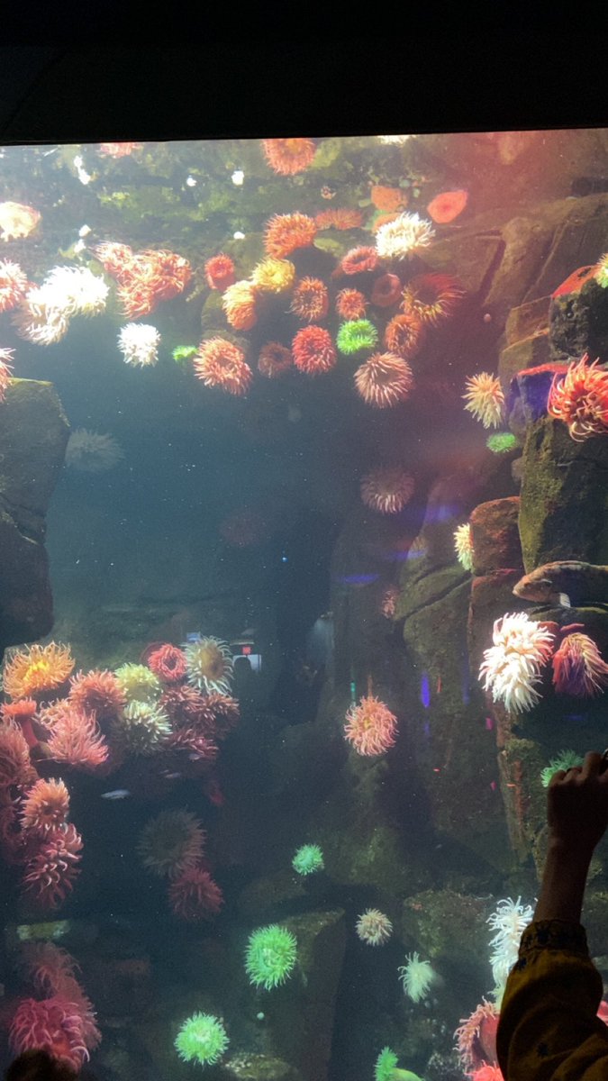 Schoolbase70251's tweet photo. @RipleysAquaCA can’t wait for our upcoming trip from @RegentHeightsPS on November 19!! https://t.co/p07ugaZqyT
