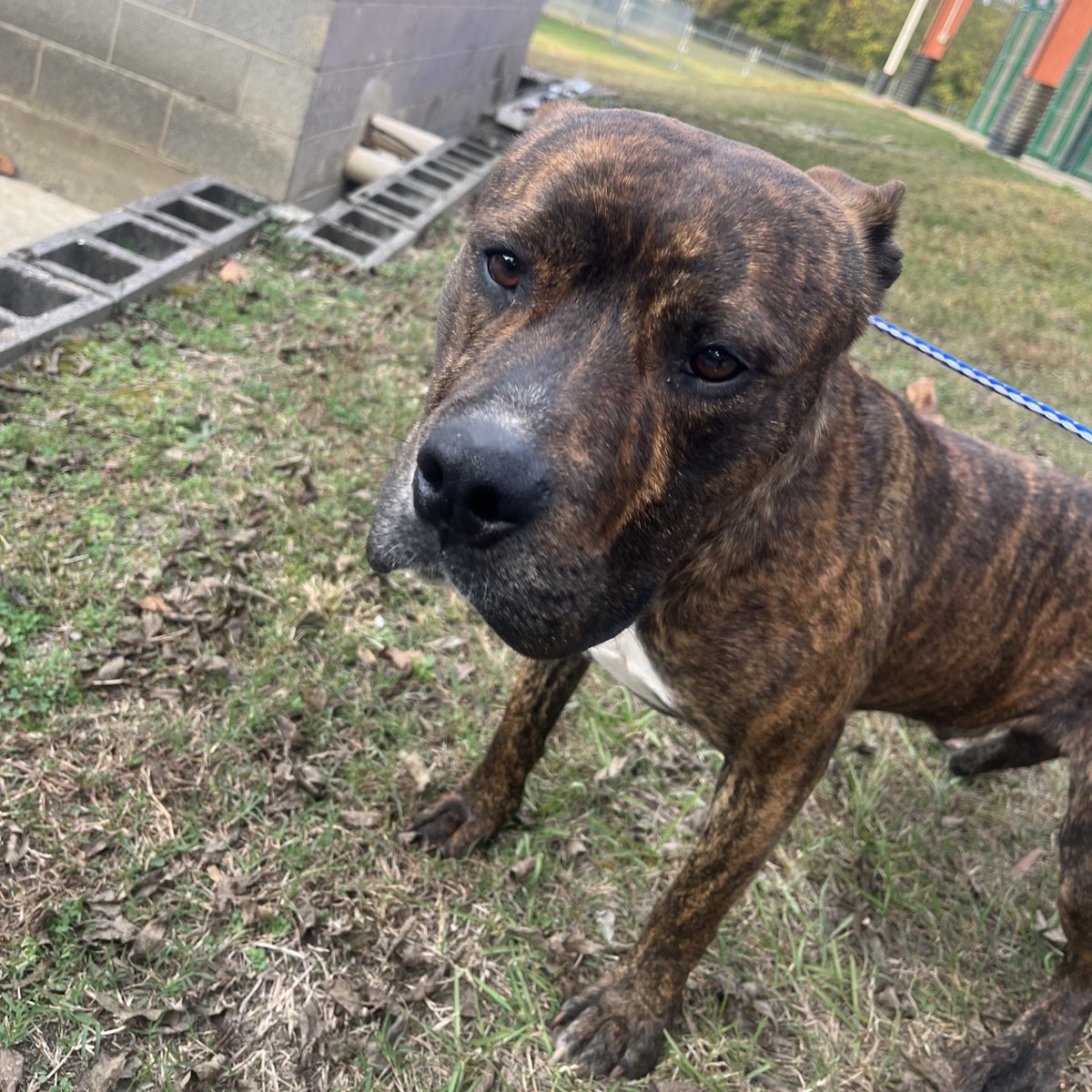 Dubs4Mutts's tweet photo. Hi frens - It’s me again! 🐶 KING 👑 
💔 Guess what… I’m still waiting at the scary #RockyMount #NorthCarolina shelter 🥺 I’m almost out of time! 🆘 My week is UP 11/19 Please pledge for my rescue 🛟 #FostersSaveLives
📧 rmcriticalnetworking@gmail.com for ℹ️ https://t.co/rjDKKwBTSR