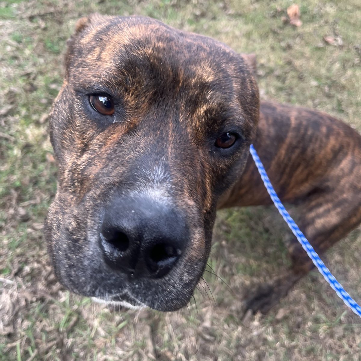 Hi frens - It’s me again! 🐶 KING 👑 
💔 Guess what… I’m still waiting at the scary #RockyMount #NorthCarolina shelter 🥺 I’m almost out of time! 🆘 My week is UP 11/19 Please pledge for my rescue 🛟 #FostersSaveLives
📧 rmcriticalnetworking@gmail.com for ℹ️