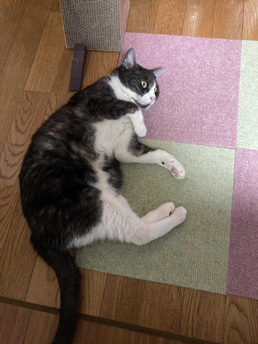 無言の撫でろ圧