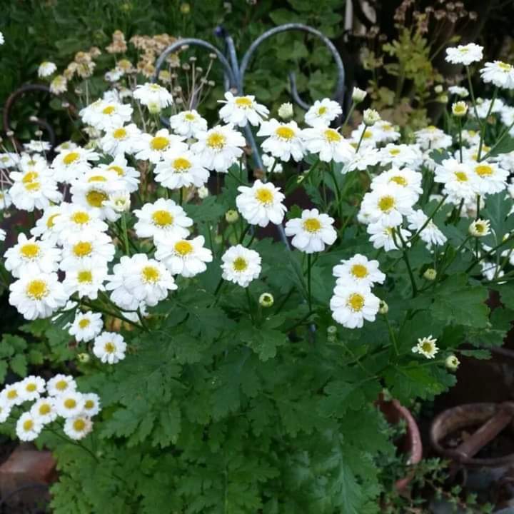 KameelHuise's tweet image. Wherever you go, go with all your heart. 
A wonderful weekend to you!

#feverfew #dievoormanshuis