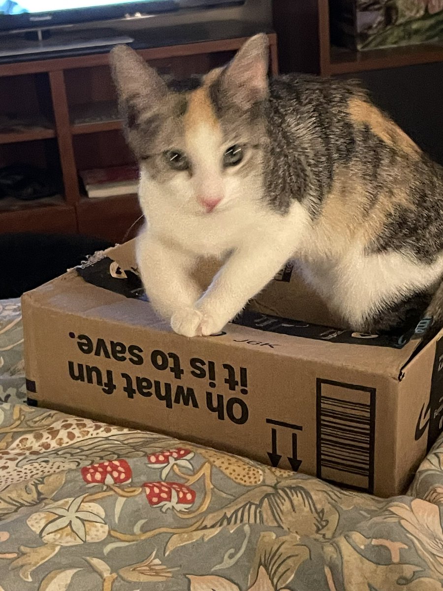 The Foxes' Cats tweet media