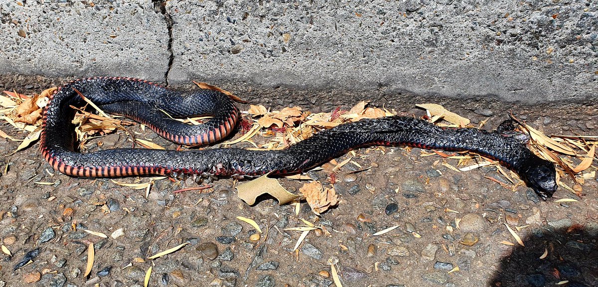 The Ape Descendant tweet media