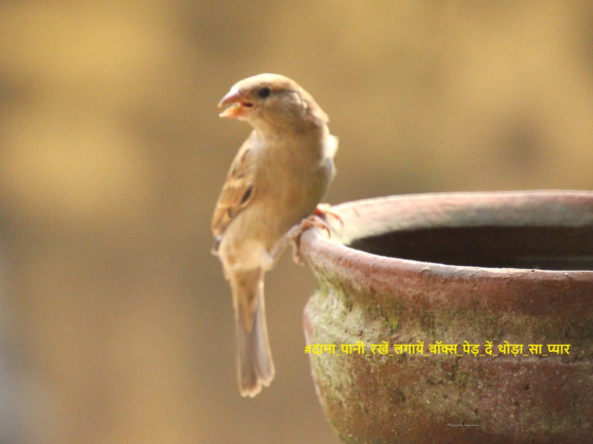 dillipkdeheri's tweet photo. #गौरैया #हमारी_गौरैया_सबकी_गौरैया
#save_sparrow
#sparrow
🐥
#SavePlanet_SaveLife
#save_nature
🌳🌴🏝️🌏
@DEFCCOfficial
@moefcc
🐥📸@sanjaykumar_iis https://t.co/1hbIfUT4mu