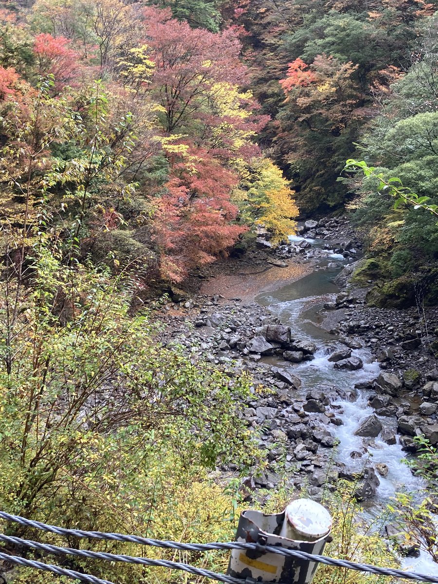 kei_tesigoto's tweet photo. 母と、母の友人を乗せて、べふ峡へ。
高知はまだ殆ど紅葉してないけれど、唯一じゃないか、かなり綺麗な紅葉。
今日当たり混み合うかもと07時発、09時着で。
喜んでもらえたようで良かった。
帰路では三谷ミートの手羽とチャンジャ購入、今日はこのまま幸せに終わりたい。 https://t.co/AQVRVTMRci