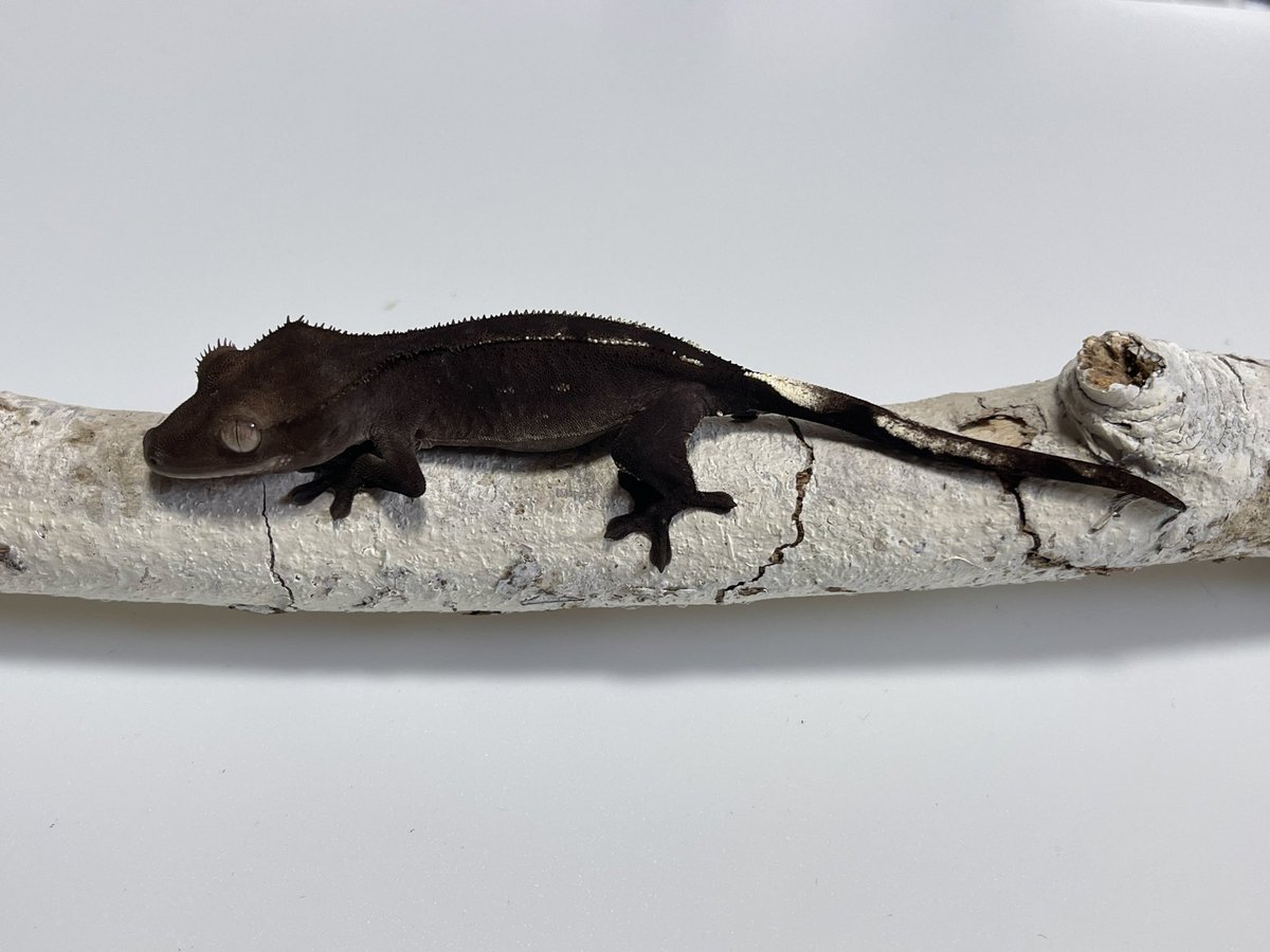 クレステッドゲッコー
アザンティック(AEライン系)

♂親がAE (Altitude Exotics)の
アザン国内CB

これから成長に伴う色の変化が
↗︎になるか↘︎になるか興味深いところ

どちらに転んでも
AEラインの血を引いている
アザンという意味では貴重かな

#AltitudeExotics
#クレスアザン
<a href="/JoeReptiles2/">𝐞𝐦𝐮 & JOE Reptiles@12/20クレスフェス東京</a>