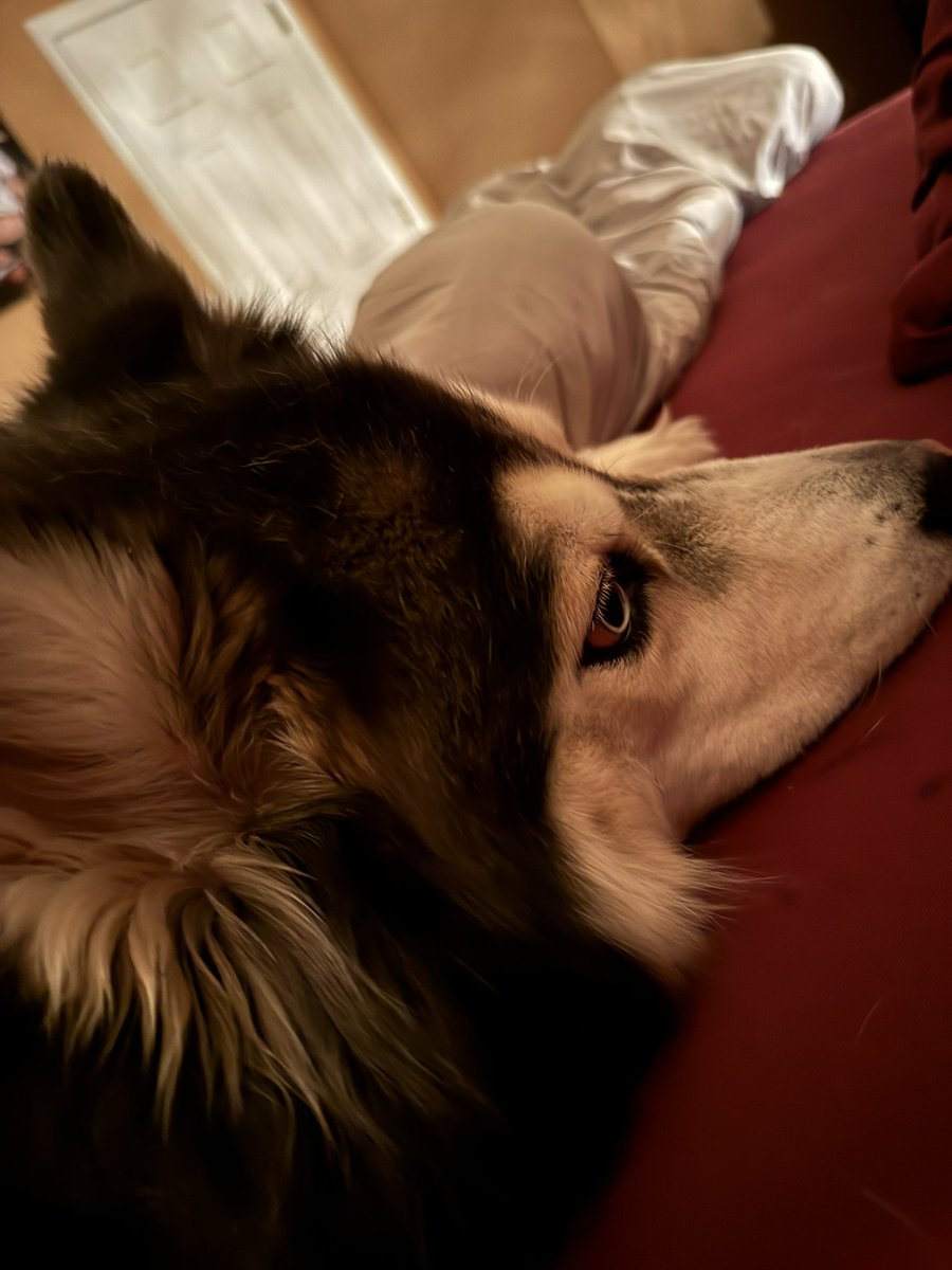 Lauren Abdela tweet media