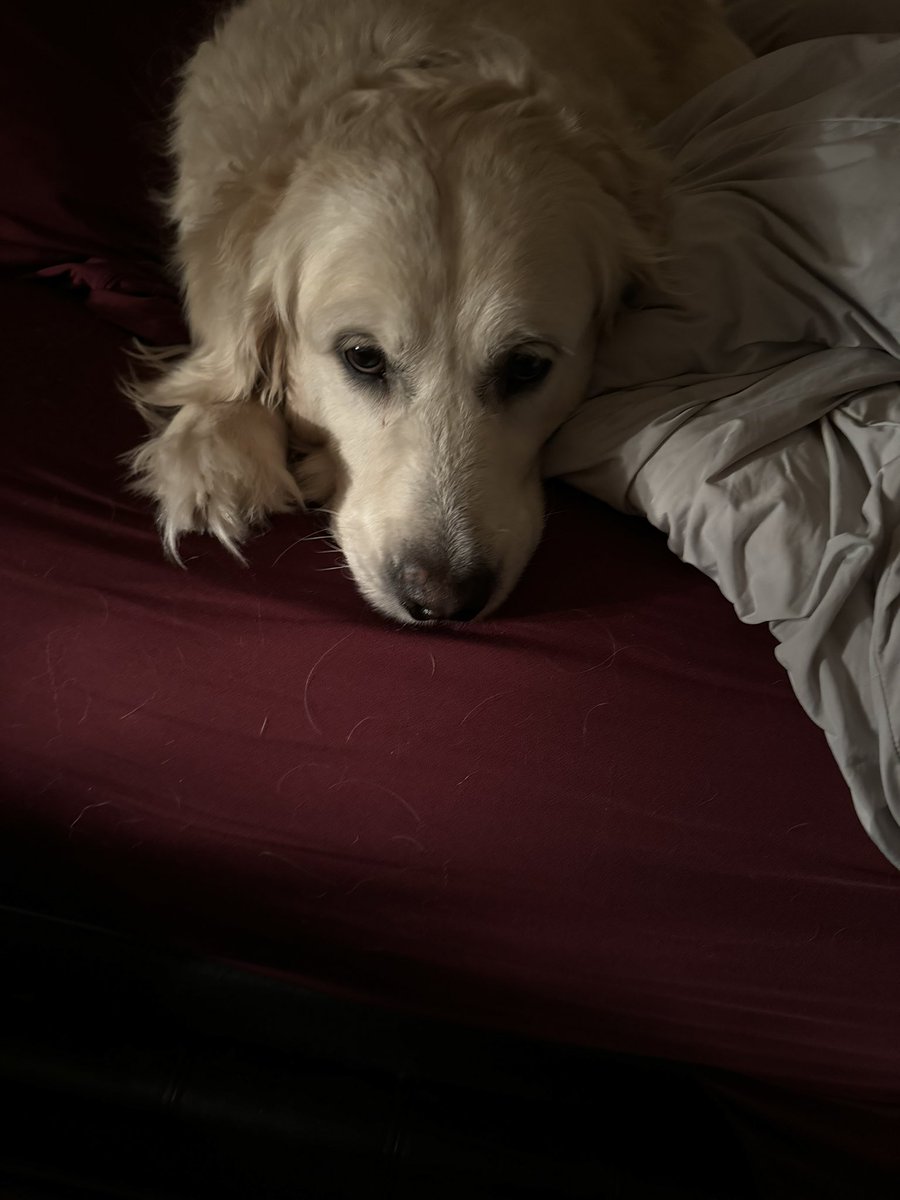 Lauren Abdela tweet media