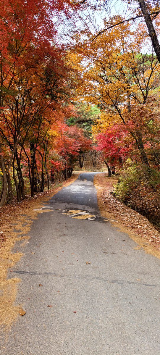 ggardenman's tweet photo. Autumn vibes 

광릉추모공원의 가을 색상 https://t.co/o96MdhRJLx