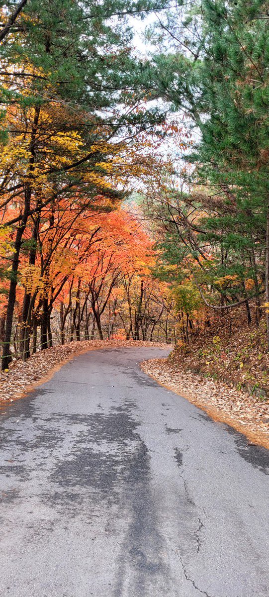 ggardenman's tweet photo. Autumn vibes 

광릉추모공원의 가을 색상 https://t.co/o96MdhRJLx