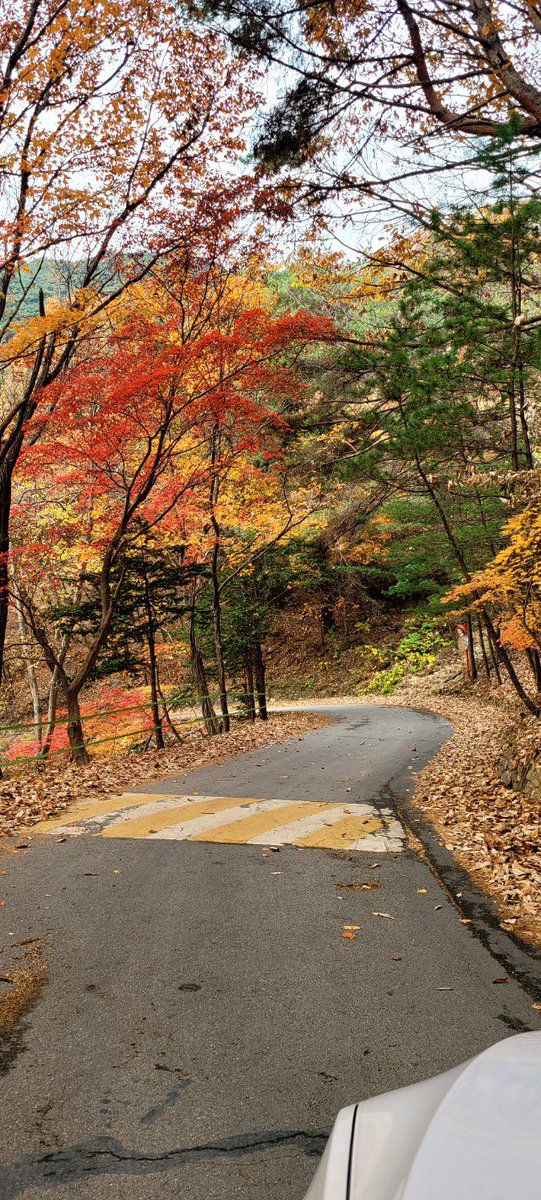 ggardenman's tweet photo. Autumn vibes 

광릉추모공원의 가을 색상 https://t.co/o96MdhRJLx