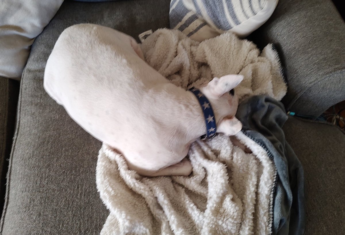 Spike The Rescue Pup & Rex The TV Terrier ®🌈🐾 tweet media
