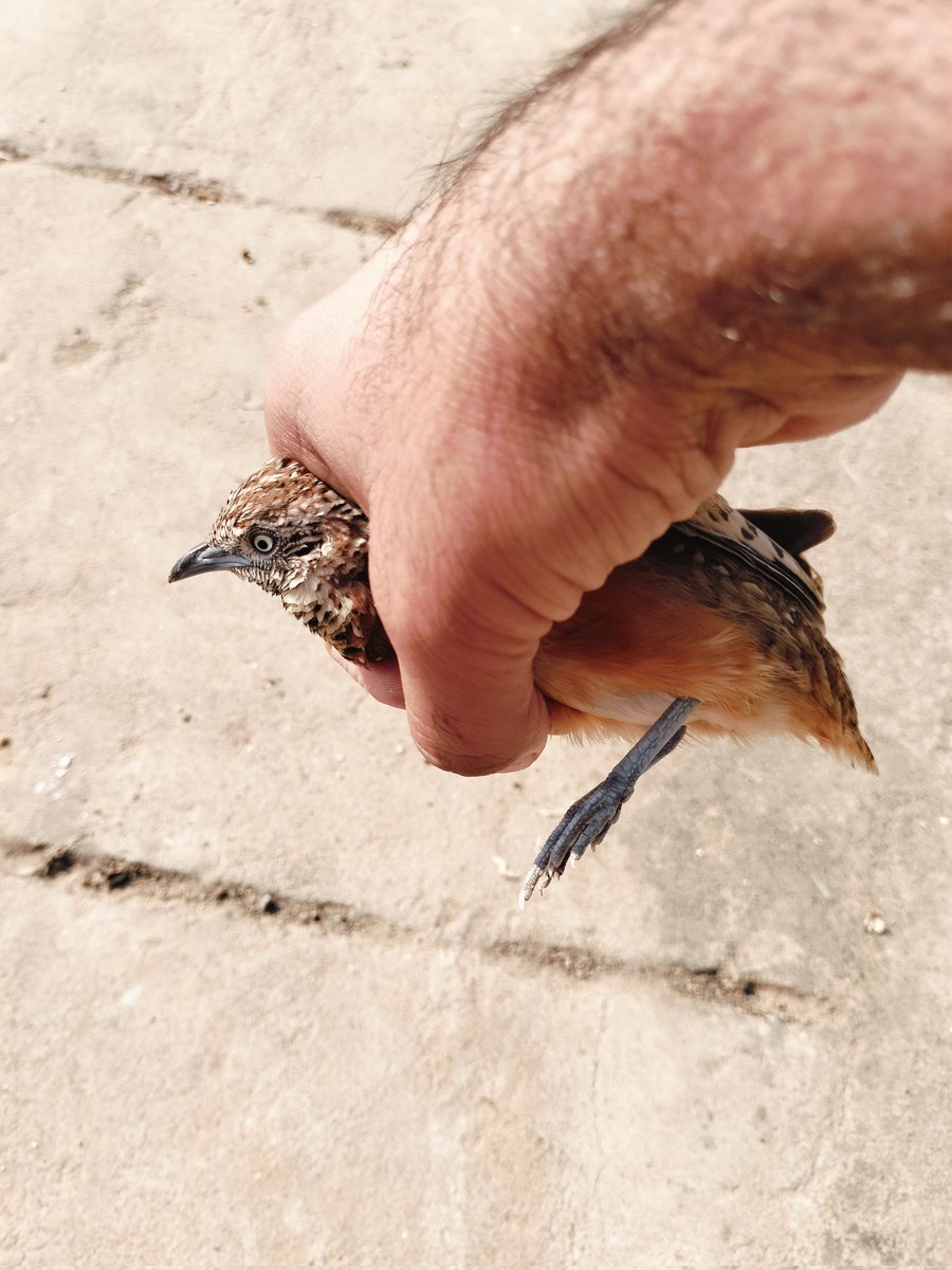 ये कौनसा पक्षी है देखे कौन कौन जानता है 

आज होगा आपका ब्रेन टेस्ट