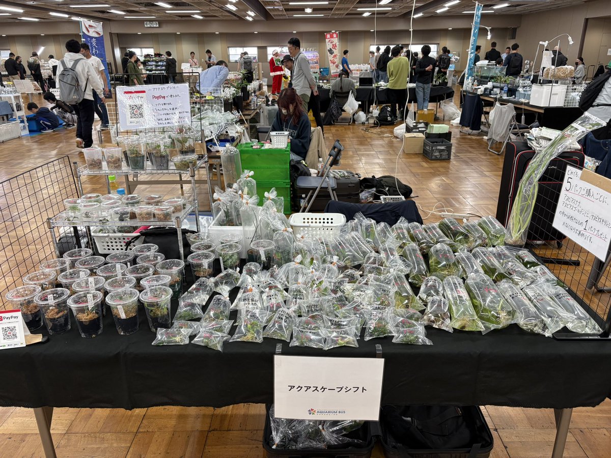 aqua_scapeshift's tweet photo. アクアリウムバス午後の部始まりました！

ご好評でアポノゲトンかなり売れてますが、まだまだあります！

その他ブセ・アヌビアス等たくさんありますので、ぜひお立ち寄りください！

 #アクアリウムバス
 #アクバス
 #アクアスケープシフト https://t.co/WOt9Th2cpi