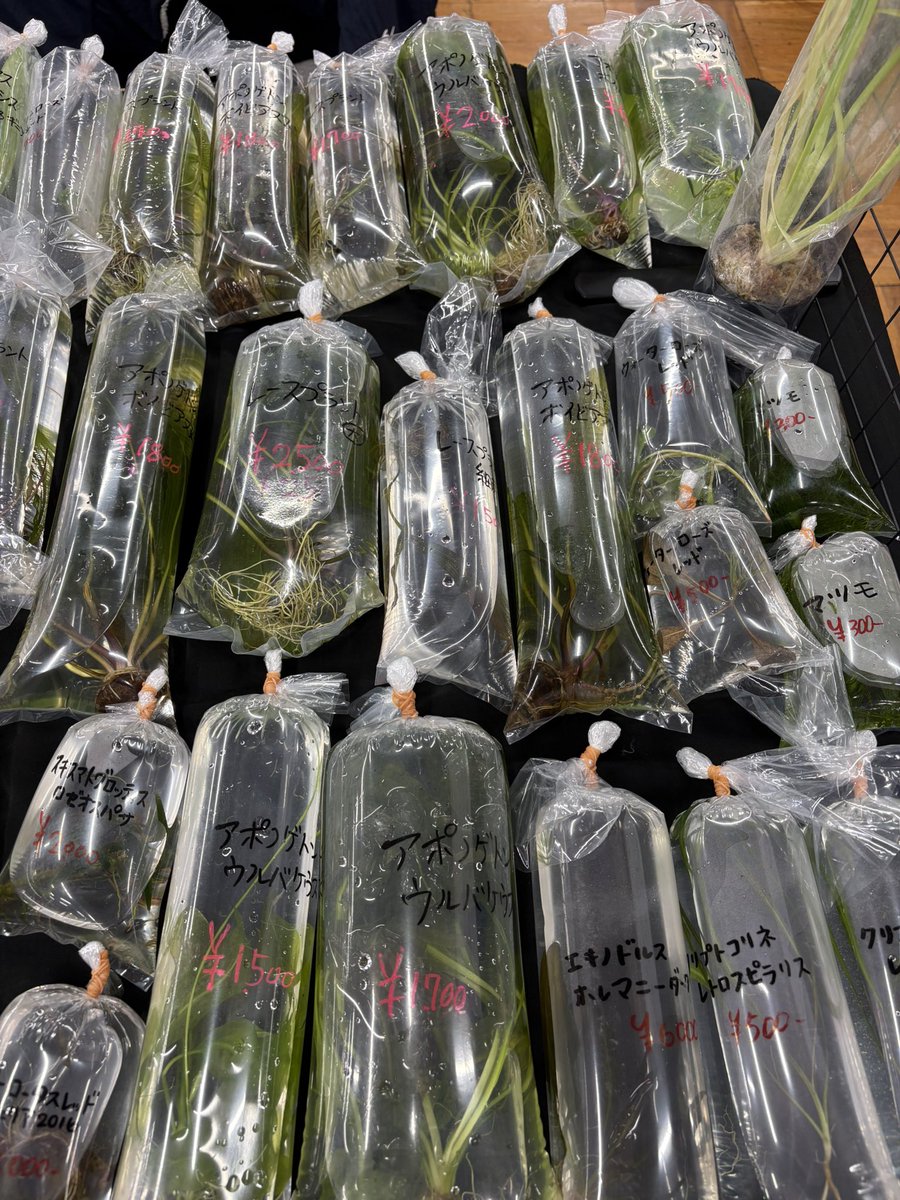 アクアリウムバス午後の部始まりました！

ご好評でアポノゲトンかなり売れてますが、まだまだあります！

その他ブセ・アヌビアス等たくさんありますので、ぜひお立ち寄りください！

 #アクアリウムバス
 #アクバス
 #アクアスケープシフト