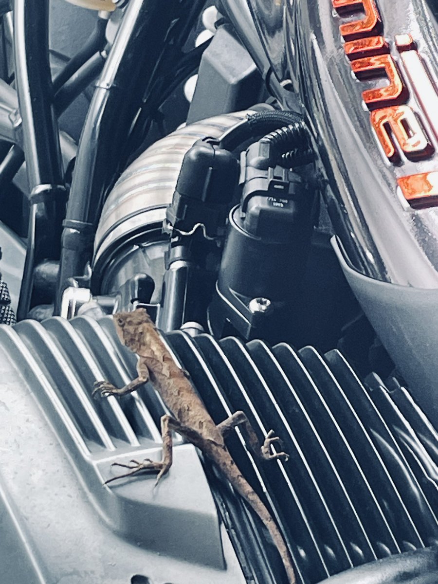 Maxwei's tweet image. 這小傢伙還挺識貨