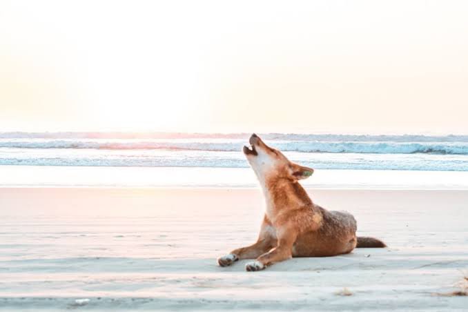 sirkumference's tweet image. dingogrrl.bsky.social